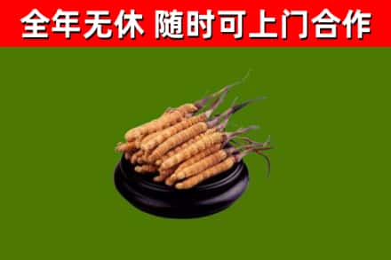 小金回收散虫草