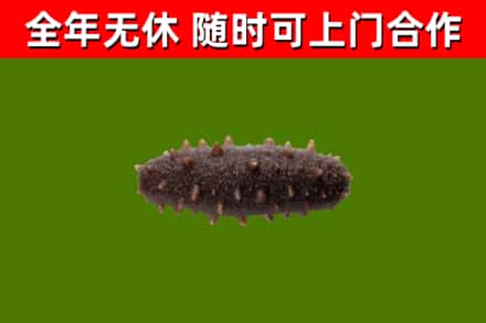 小金回收海参干